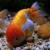 Aslanbaş Oranda Japon