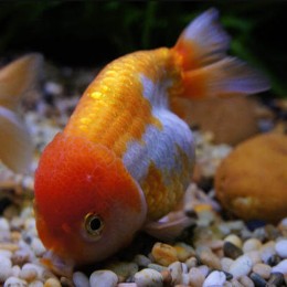 Aslanbaş Oranda Japon Aslanbaş Oranda Japon