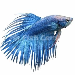 Beta Crowntail