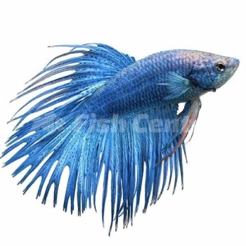 Beta Crowntail Beta Crowntail Fotoğrafı
