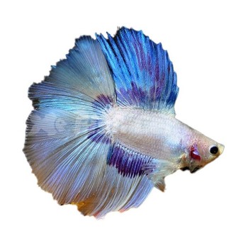 Beta Double Tail Beta Double Tail Fotoğrafı