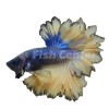 Beta Feathertail