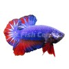 Beta Half Moon Plakat