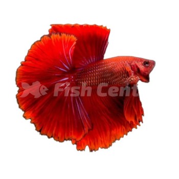 Beta Klasik Beta Klasik Fotoğrafı