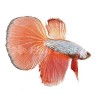 Beta Round Tail
