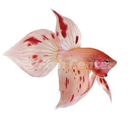 Beta Spade Tail