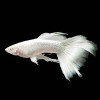 Beyaz Albino Lepistes