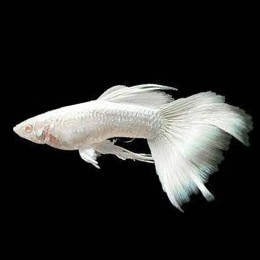 Beyaz Albino Lepistes Beyaz Albino Lepistes