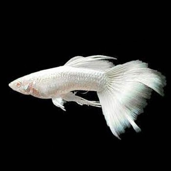 Beyaz Albino Lepistes Beyaz Albino Lepistes Fotoğrafı