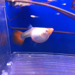 Damızlık Albino Koi Lepistes Damızlık Albino Koi Lepistes