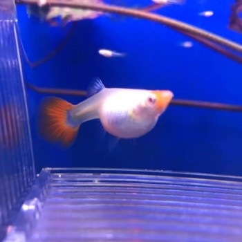 Albino Koi Lepistes Albino Koi Lepistes Fotoğrafı
