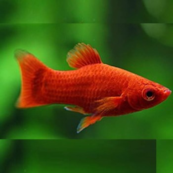 Damızlık Boy Plati Fotoğrafı