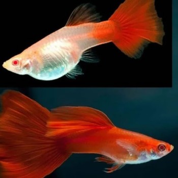 Full Red Lepistes Balıkları Fotoğrafı