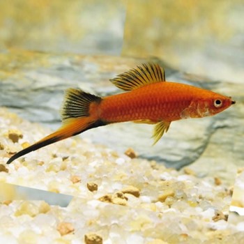 Kılıç 5-6 Cm Kılıç 5-6 Cm Fotoğrafı