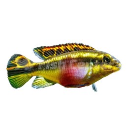 Kribensis Çift Kribensis Çift