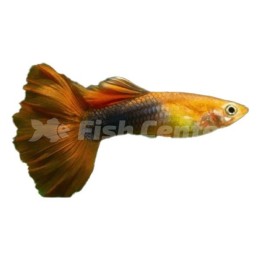 Lepistes Bronz