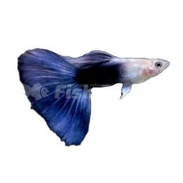 Lepistes Hp Blue