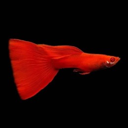 Lepistes Red Lepistes Red