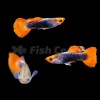 Red Tuxedo Koi Lepistes Red Tuxedo Koi Lepistes