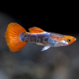 Red Tuxedo Koi Lepistes Red Tuxedo Koi Lepistes