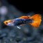 Red Tuxedo Koi Lepistes Fotoğrafı