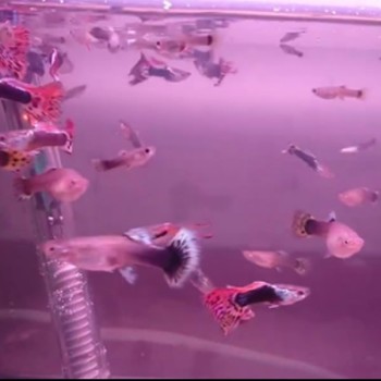 Rengarenk Karışık Karnı Dolu Hamile Lepistesler Fotoğrafı
