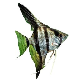 Zebra Melek Balığı Zebra Melek Balığı