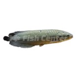 Afrika Arowana Türleri