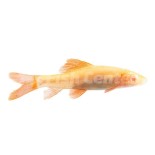 Albino Frenatus Fiyatları