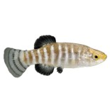 Aphanius Killifish