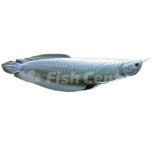 Asya Arowana Türleri