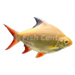 Barbus Schwanenfeldii Çeşitleri Barbus Schwanenfeldii Çeşitleri