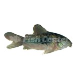 Bronz Corydoras Çeşitleri