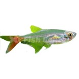 Glass Tetra Fiyatları