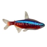 Kardinal Neon Fiyatları