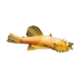 L144 Longfin Fiyatları