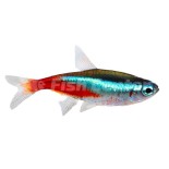 Neon Tetra Fiyatları