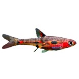 Rasbora Çeşitleri