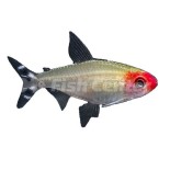 Red Nose Tetra
