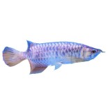 Silver Arowana Türleri