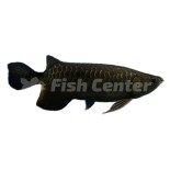 Siyah Arowana Türleri