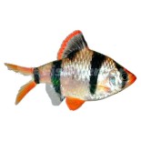 Tetrazon Türleri