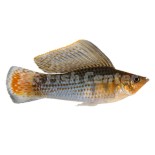 Velifera Çeşitleri Velifera Çeşitleri