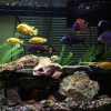 Cichlid Balığı Akvaryum Kurulumu