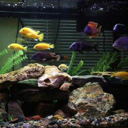 Cichlid Balığı Akvaryum Kurulumu